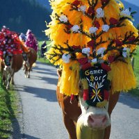 Almabtrieb